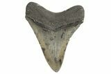 Fossil Megalodon Tooth - South Carolina #340604-1